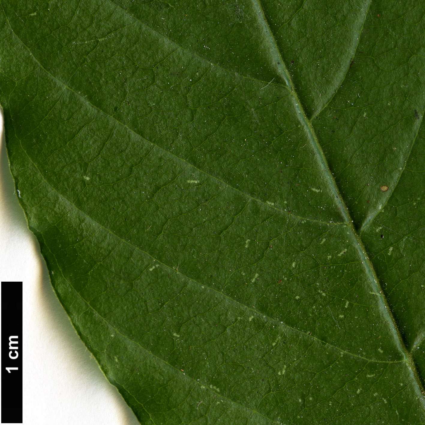 High resolution image: Family: Rhamnaceae - Genus: Frangula - Taxon: alnus